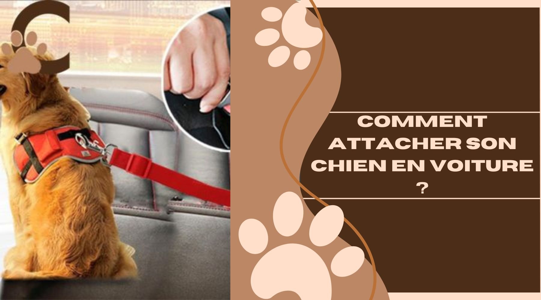 Comment attacher son chien en voiture ? ChienCroyable