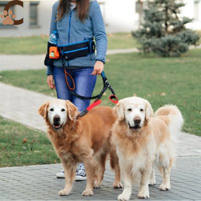 deux-chiens-avec-une-double-laisse