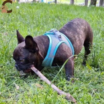 Harnais chien - AjustFitâą - ChienCroyable