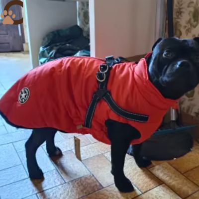 Manteau pour chien avec harnais intégré - AllinOne - Coat™ - ChienCroyable