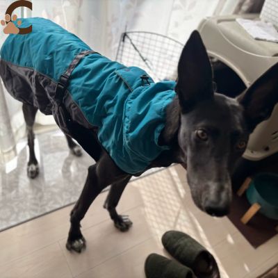 Manteau pour chien - CaniShieldâą - ChienCroyable