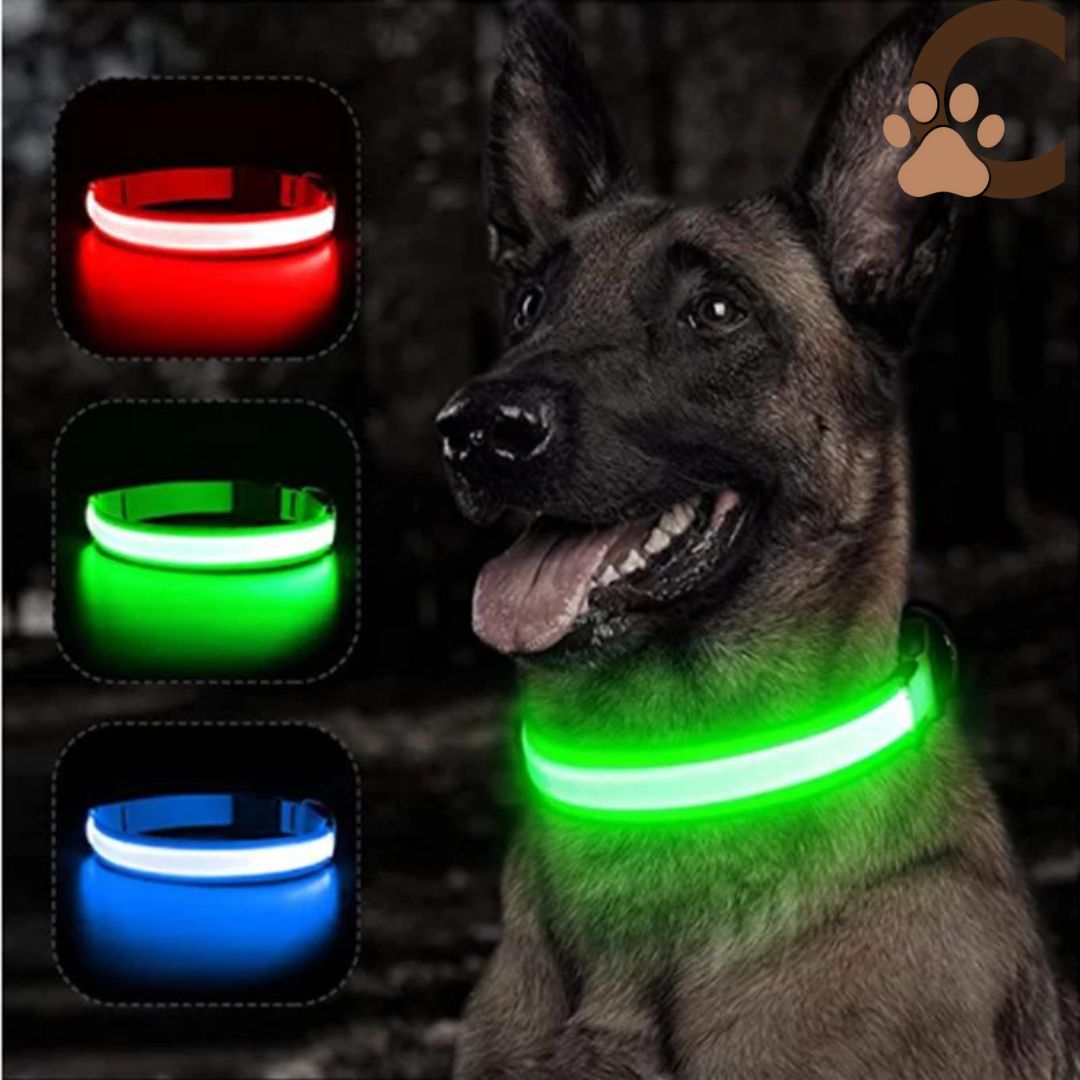 Collier lumineux chien - ShineSaferDogâą - ChienCroyable