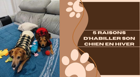 5 raisons d'habiller son chien en hiver - ChienCroyable