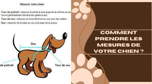 Comment prendre les mesures de votre chien ? - ChienCroyable
