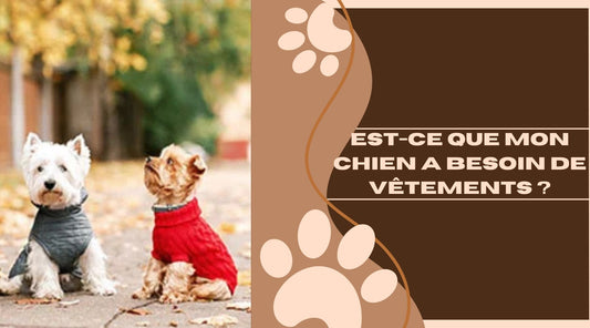 Est-ce que mon chien a besoin de vêtements ? - ChienCroyable
