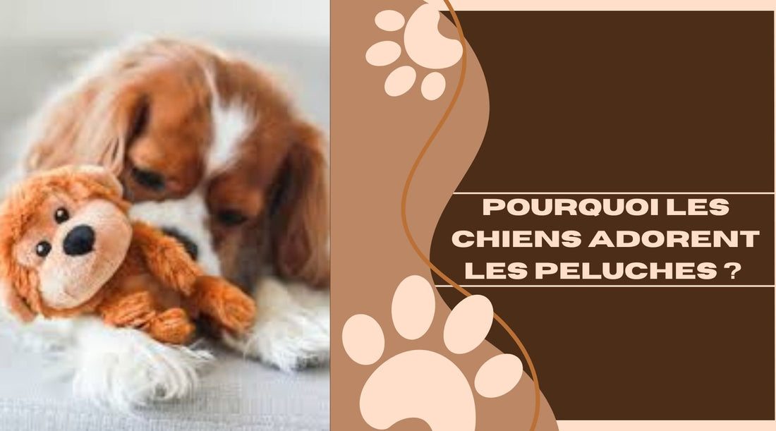 Pourquoi les chiens adorent les peluches ? 🧸 - ChienCroyable