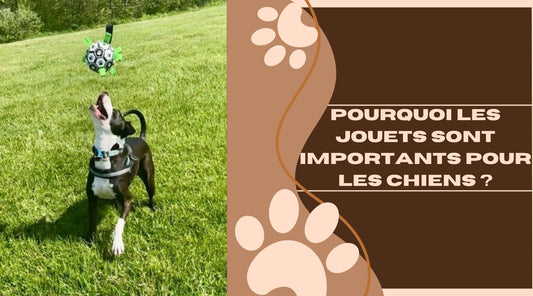 Pourquoi les jouets sont importants pour les chiens ? - ChienCroyable