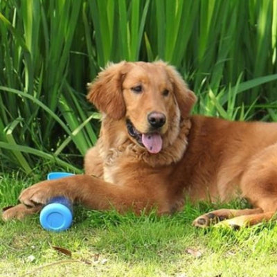 Alimentation-chien