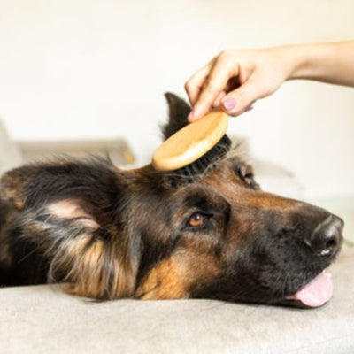 Accessoire de toilette pour chien