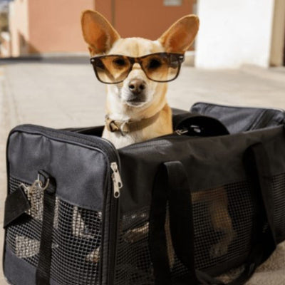 Équipement de transport pour chien