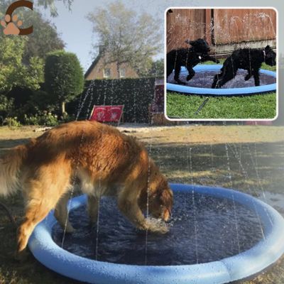 Piscine-pour-chien