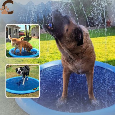 Piscine-pour-chiens
