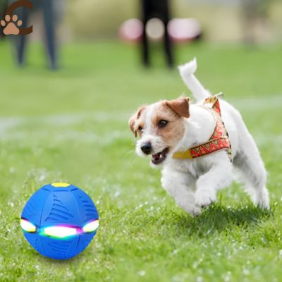 Balle pour chien - JumpyPaw™ - ChienCroyable