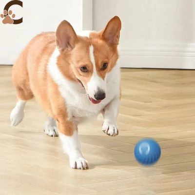 Balle pour chien qui roule toute seule - SpeedyBall™ - ChienCroyable