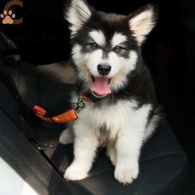 Ceinture de sécurité pour chien - BeltPet™ - ChienCroyable