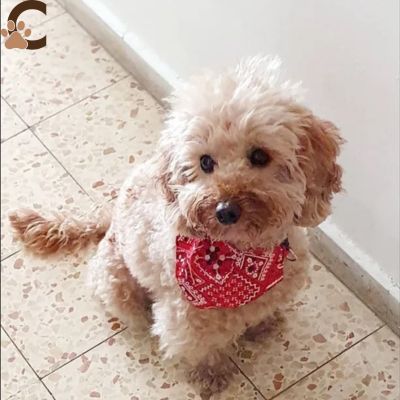 Collier bandana chien - CaniBandana™ - ChienCroyable