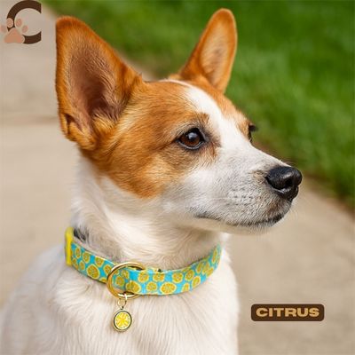 collier-chien-canicitrus