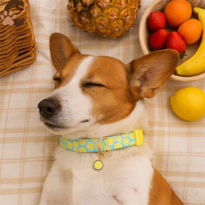 collier-chien-jaune