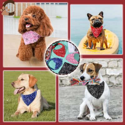collier-chien-nylon-4-tailles
