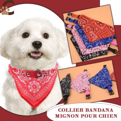 collier-chien-nylon-mignon