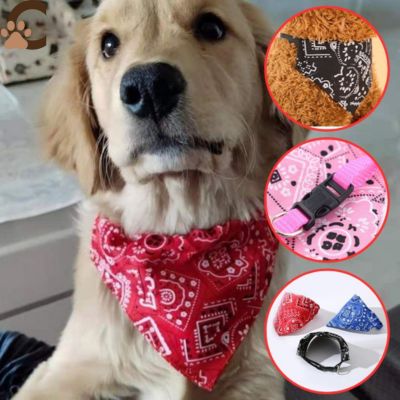 collier-chien-nylon