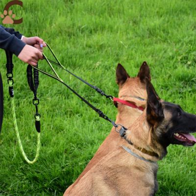 deux-chiens-avec-une-laisse-double