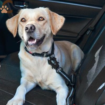Laisse pour chien - Noir|NoctiLaisse™ - ChienCroyable