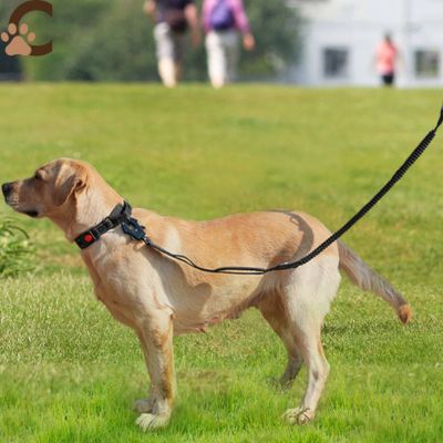 Laisse pour chien - Noir|NoctiLaisse™ - ChienCroyable