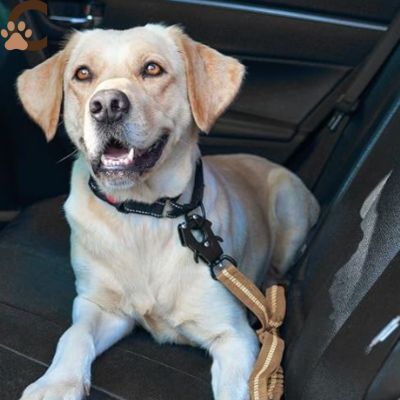 Laisse pour chien - or/doré|NoctiLaisse™ - ChienCroyable