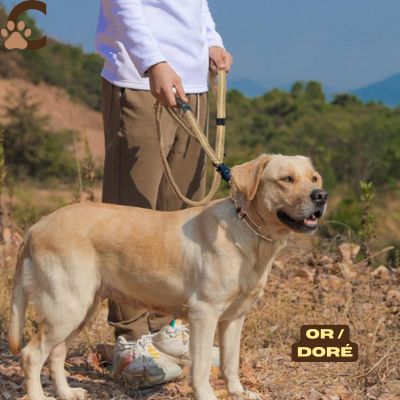 Laisse pour chien - or/doré|NoctiLaisse™ - ChienCroyable