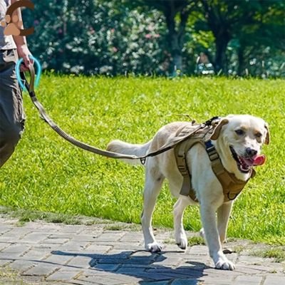 Laisse pour chien - or/doré|NoctiLaisse™ - ChienCroyable