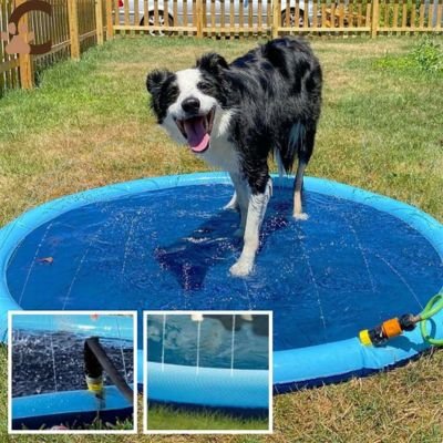 Piscine pour chien - AquWouaf™ - ChienCroyable
