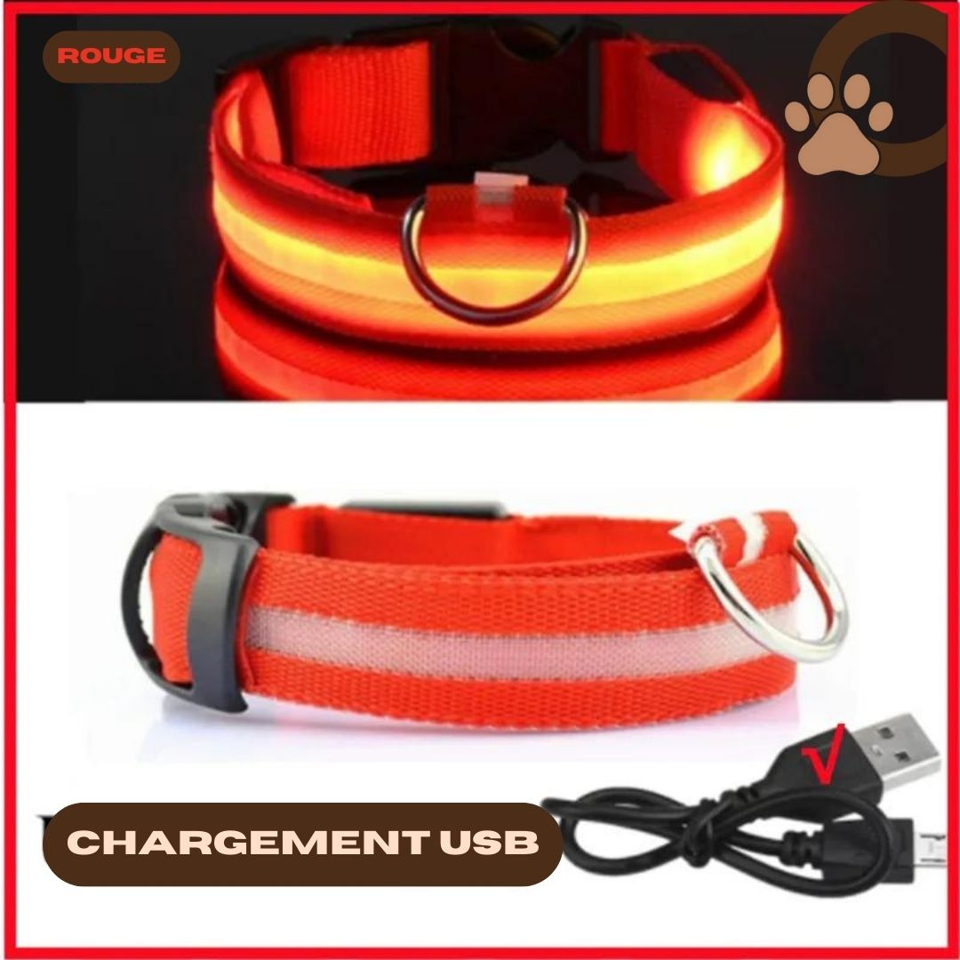 Collier lumineux chien rouge - ShineSaferDog™ - ChienCroyable