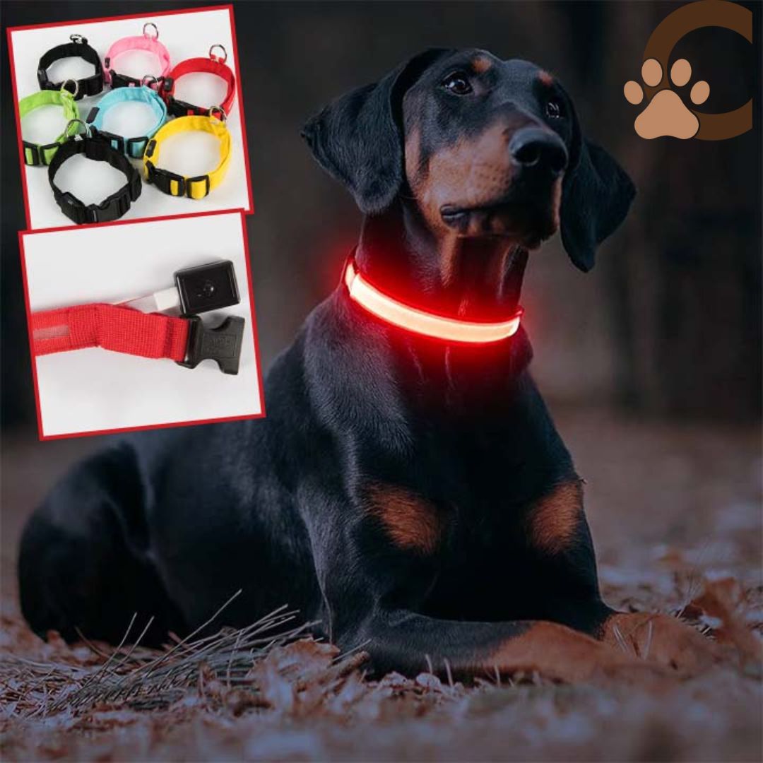 Collier lumineux chien - ShineSaferDog™ - ChienCroyable
