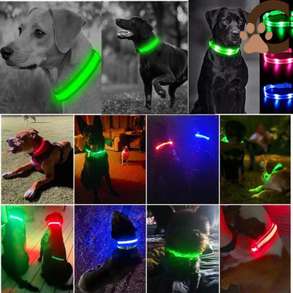 Collier lumineux chien - ShineSaferDog™ - ChienCroyable
