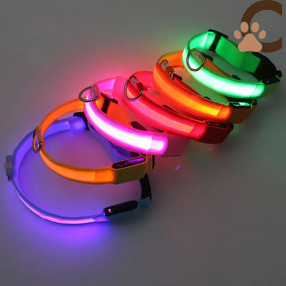 Collier lumineux chien - ShineSaferDog™ - ChienCroyable