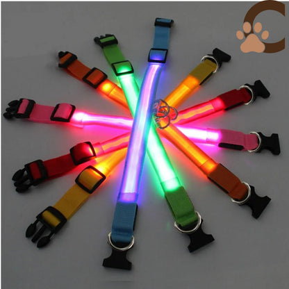 Collier lumineux chien - ShineSaferDog™ - ChienCroyable